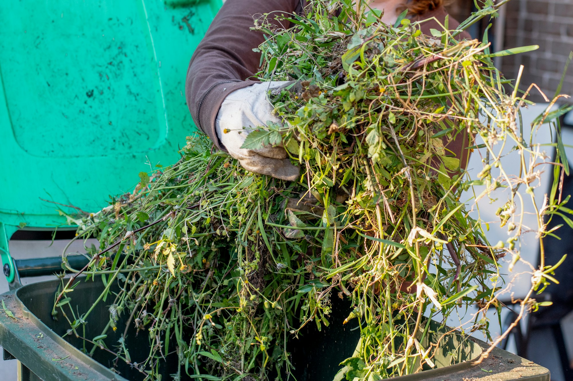 A woman put green garden waste into green rubbish garbage bin. Recycling household waste