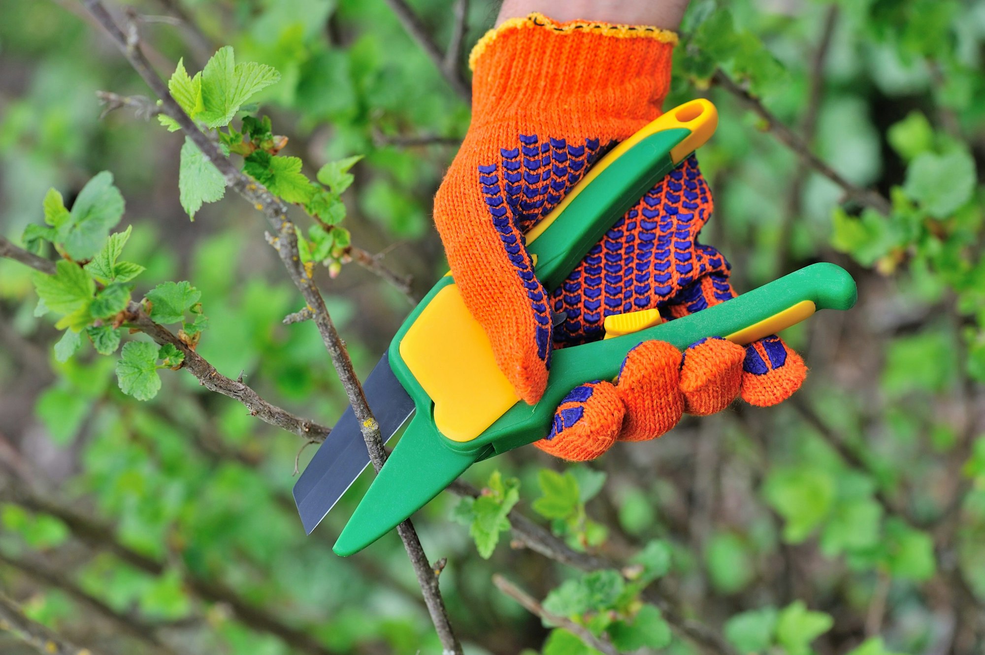 Hands in gloves of gardener doing maintenance work, cutting the