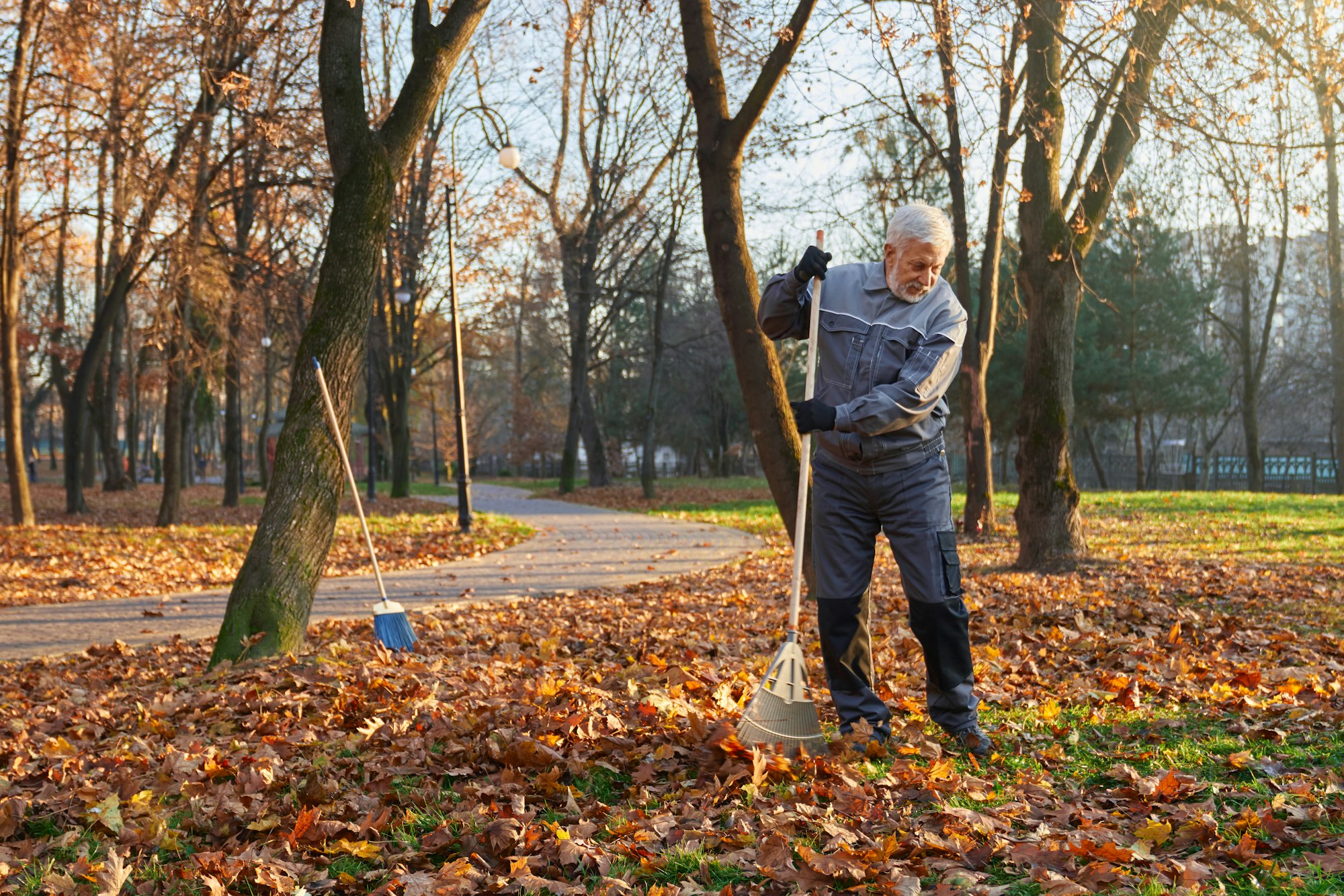Senior worker using rake to gather fallen leaves in pile.